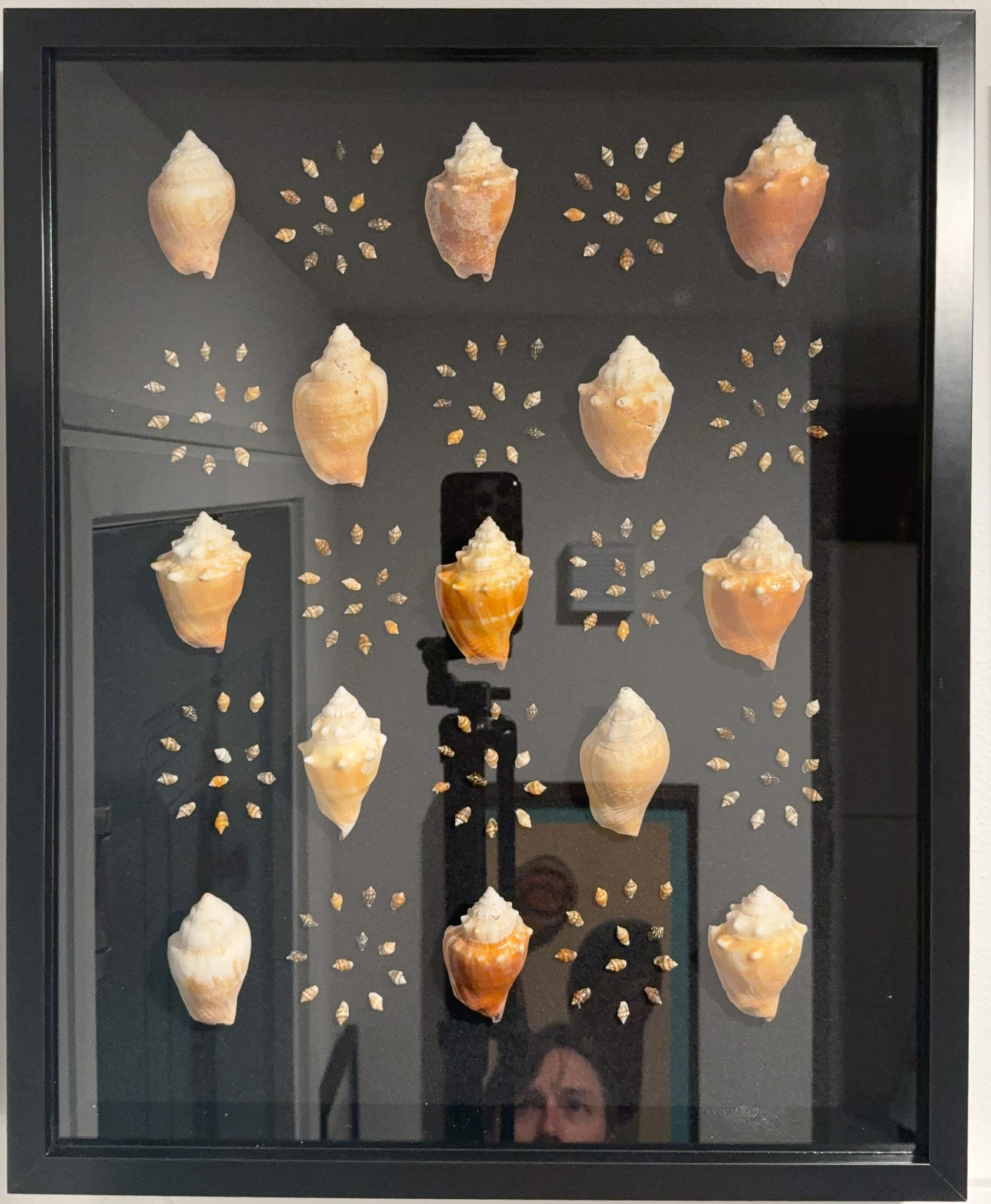 Baby Lightning Whelks